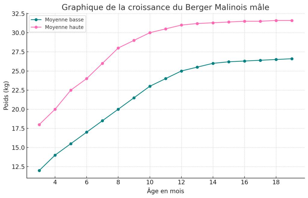 courbe croissance male malinois